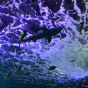 Meet your Posher, Makayla